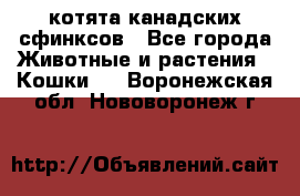котята канадских сфинксов - Все города Животные и растения » Кошки   . Воронежская обл.,Нововоронеж г.